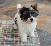 Quincy, a male Biewer for sale in Wichita, KS – 4 of 4