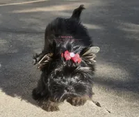 Sasha, a female Yorkshire Terrier for sale in Wichita, KS – 4 of 5