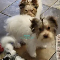 Ian, a male Biewer for sale in Wichita, KS – Photo 2 of 7