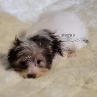 Ian, a male Biewer for sale in Wichita, KS – Photo 5 of 7