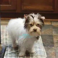 Ian, a male Biewer for sale in Wichita, KS – Photo 1 of 7