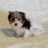 Ian, a male Biewer for sale in Wichita, KS – Photo 6 of 7