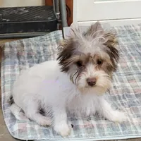 Ian, a male Biewer for sale in Wichita, KS – Photo 3 of 7