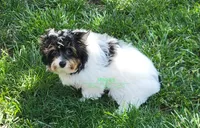 Merle, a male Yorkshire Terrier for sale in Wichita, KS – 5 of 5