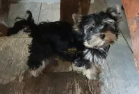 Oden, a male Yorkshire Terrier for sale in Wichita, KS – 3 of 5