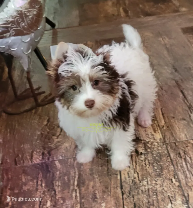 Pearl – Biewer puppy for sale in Wichita, KS