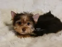 Novie, a male Yorkshire Terrier for sale in Wichita, KS – 5 of 5