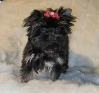 Sasha, a female Yorkshire Terrier for sale in Wichita, KS – 2 of 5