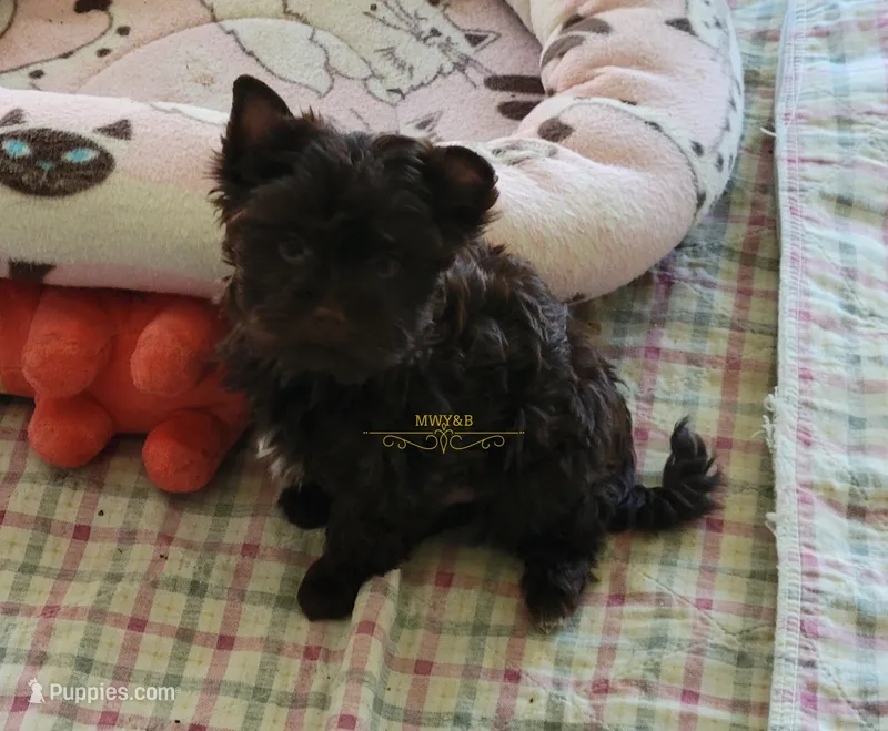 Noah – Yorkshire Terrier puppy for sale in Wichita, KS
