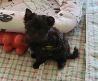 Noah, a male Yorkshire Terrier for sale in Wichita, KS – 1 of 5