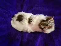 Pookie, a female Biewer for sale in Wichita, KS – 4 of 5