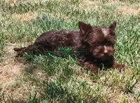 Nico, a male Yorkshire Terrier for sale in Wichita, KS – 2 of 7