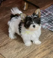 Quiana, a female Biewer for sale in Wichita, KS – 4 of 5