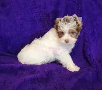 Pookie, a female Biewer for sale in Wichita, KS – 1 of 5