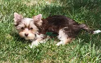 Novie, a male Yorkshire Terrier for sale in Wichita, KS – 2 of 5