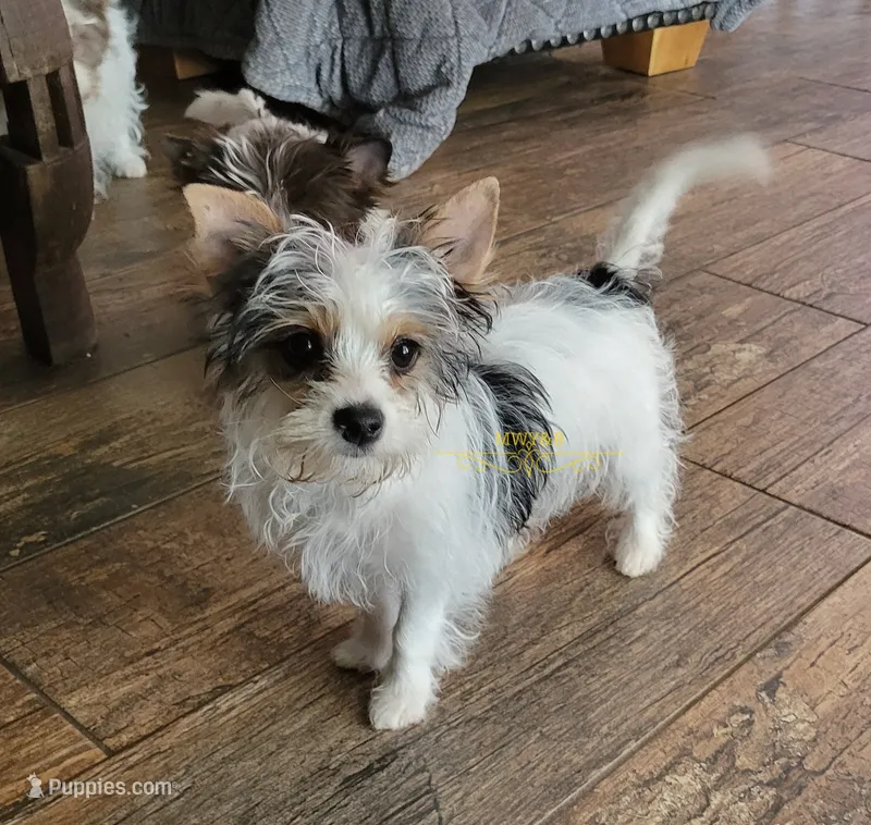 Raina – Biewer puppy for sale in Wichita, KS