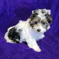 Juno, a male Biewer for sale in Wichita, KS – Photo 8 of 8