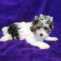 Juno, a male Biewer for sale in Wichita, KS – Photo 7 of 8