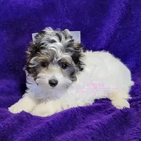 Juno, a male Biewer for sale in Wichita, KS – Photo 3 of 8