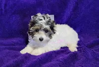 processed/011809c6-4e5c-4ac1-b17e-60d8e478b4ac/listing/15bb48b2-b171-44a1-924f-5b5d23e13f59/5f0c3751-cd05-4d0e-888d-023c3709c196