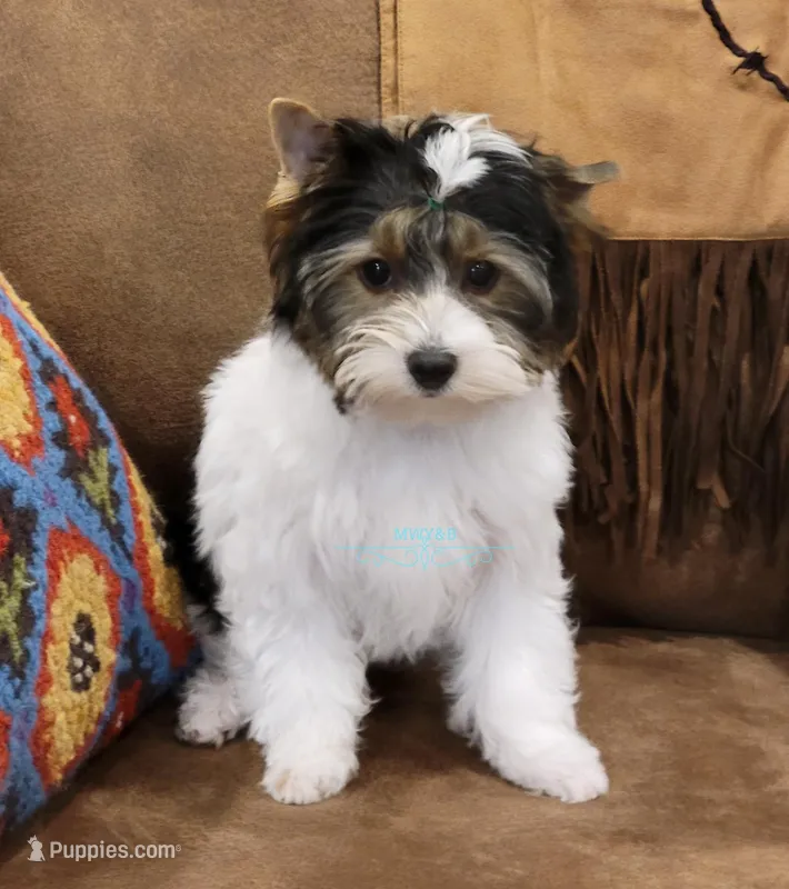 Juno – Biewer puppy for sale in Wichita, KS