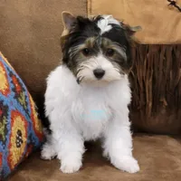 Juno, a male Biewer for sale in Wichita, KS – Photo 1 of 8