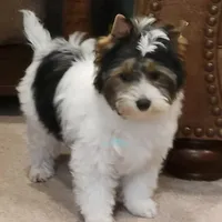 Juno, a male Biewer for sale in Wichita, KS – Photo 4 of 8