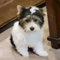 Juno, a male Biewer for sale in Wichita, KS – Photo 5 of 8