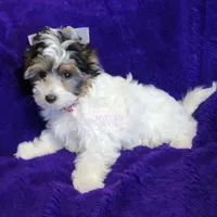 Juno, a male Biewer for sale in Wichita, KS – Photo 6 of 8