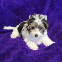 Juno, a male Biewer for sale in Wichita, KS – Photo 2 of 8