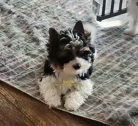Rowdy, a male Biewer for sale in Wichita, KS – 3 of 8