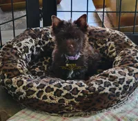 Nico, a male Yorkshire Terrier for sale in Wichita, KS – 1 of 5