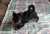 Indy, a female Yorkshire Terrier for sale in Wichita, KS – Photo 2 of 6