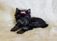 Indy, a female Yorkshire Terrier for sale in Wichita, KS – Photo 3 of 6