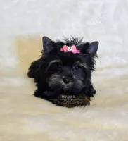 Indy, a female Yorkshire Terrier for sale in Wichita, KS – Photo 4 of 6