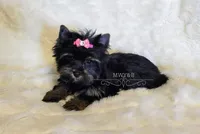 Indy, a female Yorkshire Terrier for sale in Wichita, KS – Photo 6 of 6