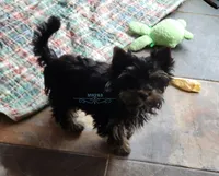 Indy, a female Yorkshire Terrier for sale in Wichita, KS – Photo 1 of 6