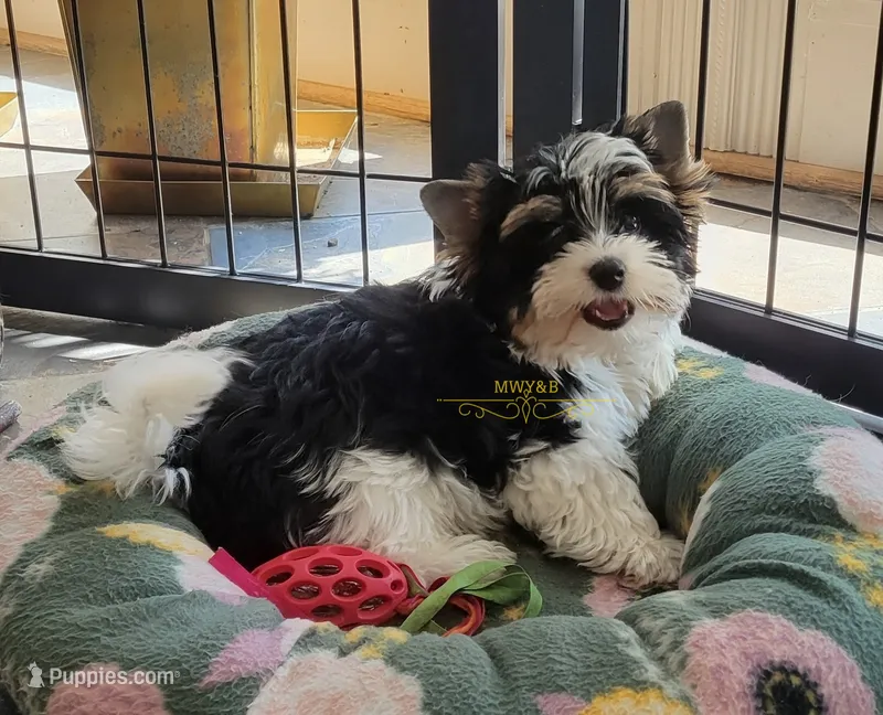 Rowdy – Biewer puppy for sale in Wichita, KS