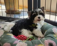 Rowdy, a male Biewer for sale in Wichita, KS – 1 of 8