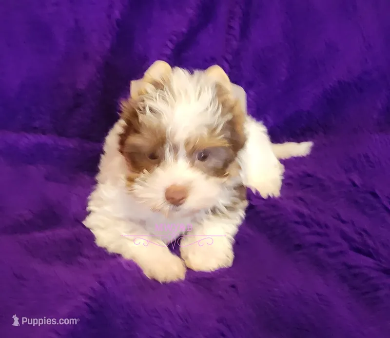 Pearl – Biewer puppy for sale in Wichita, KS