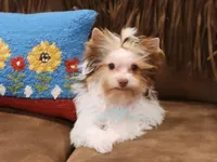 Ike, a male Yorkshire Terrier for sale in Wichita, KS – Photo 1 of 7