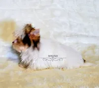 Ike, a male Yorkshire Terrier for sale in Wichita, KS – Photo 4 of 7