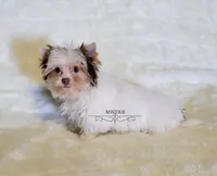 Ike, a male Yorkshire Terrier for sale in Wichita, KS – Photo 5 of 7