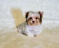 Ike, a male Yorkshire Terrier for sale in Wichita, KS – Photo 3 of 7