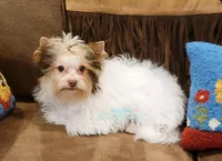 Ike, a male Yorkshire Terrier for sale in Wichita, KS – Photo 2 of 7