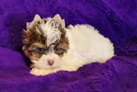 Poppy, a female Biewer for sale in Wichita, KS – 5 of 5