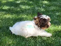 Maverick, a male Biewer for sale in Wichita, KS – 5 of 5