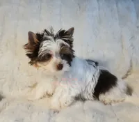 Sidman, a male Biewer for sale in Wichita, KS – 1 of 5