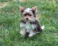 Nash, a male Yorkshire Terrier for sale in Wichita, KS – 2 of 7