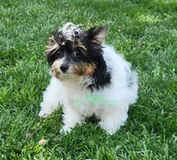 Merle, a male Yorkshire Terrier for sale in Wichita, KS – 4 of 5